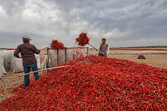 Two men collecting hot pepper