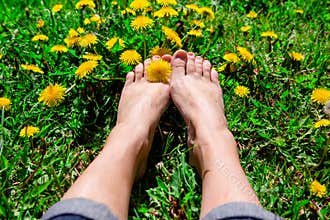 Bare woman`s feet on the grass with yellow dandelions