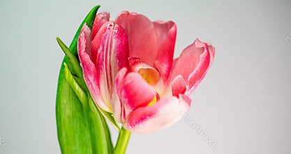 Time-lapse of a light pink double peony tulip flower blooming on white background