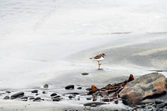 Ringed plover wildlife and birding