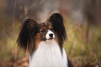 Cute dog breed papillon sitting in the forest in the fall