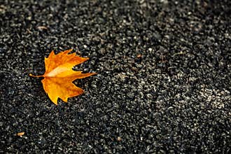 A very beautiful tree leaf fell on the ground