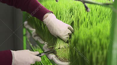 Woman cuts young sprouts of wheat, closeup.