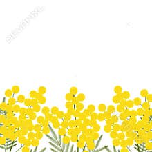 Greeting card frame invitation mimosa illustrations. Spring flowers botanical