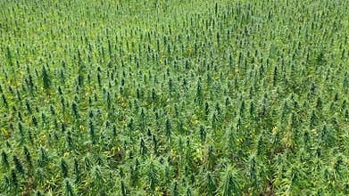 Medium wide aerial view of a beautiful marijuana CBD hemp field