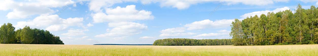 Yellow grass field near forest edge.