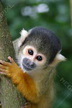 Curious little fellow