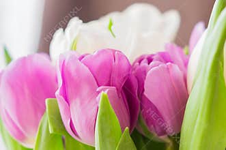 White and purple blooming tulips. floral background