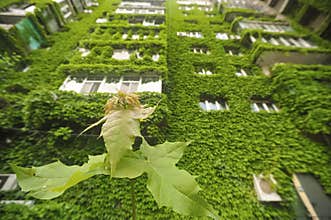 Housing block completely covered by abundant vegetation in Bucharest