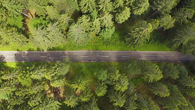 Top down aerial view flying over forest road with car.Green trees of woods growing both sides. Car driving along forest