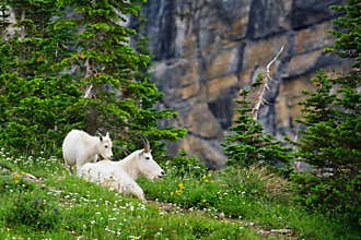 Mounain Goats, Glacier National Park, Montana