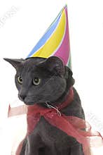 Cat with birday hat and ribbon