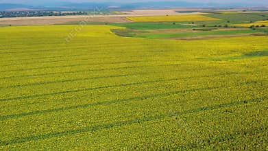 Flying over sunflower field and rural summer landscape