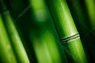 Green bamboo stems