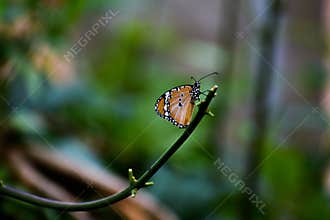 green nature butterfly love beautiful