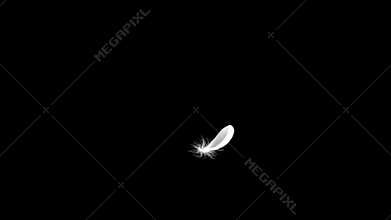 Flying Feather On Black Background. Seamless Looping.