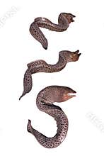 Giant moray eel