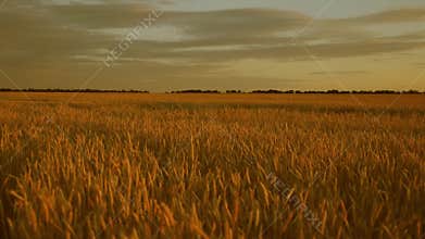 Huge yellow wheat field in the beautiful golden rays of sunset.Beautiful sunset with the countryside over a field of