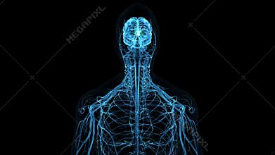 Brain Sending and Receiving Signals to all parts of the body