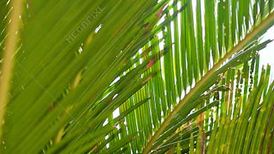 Tropical green leave of coconut palm trees with sunlight.