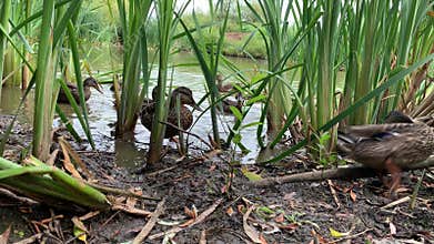 Funny little cute duckling running between the reeds and eating bread near the pond, low angle