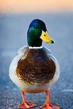 Mallard