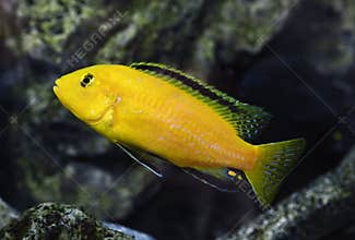 Labidochromis caeruleus