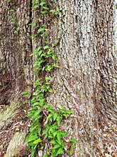 A huge old tree trunk background