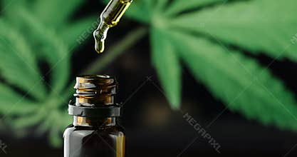 CBD hemp oil in a droplet with marijuana plant