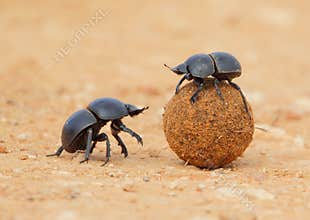 Dung Beetle rolling ball