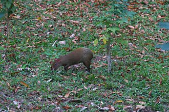 Wildlife: Central American Agouti is a small mammal but an important seed disperser