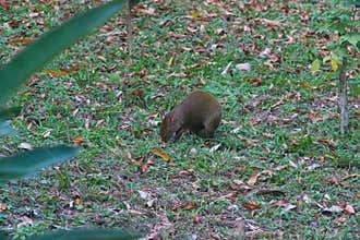Wildlife: Central American Agouti is a small mammal but an important seed disperser