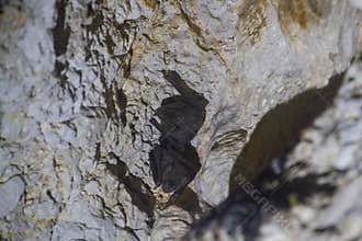 Wildlife: Common Fruit Bats are most active at night but mostly eat fruit