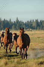 Horses