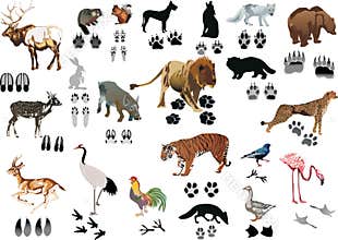Color animals and tracks