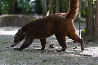 Wildlife: White-nosed coati are omnivorous and climbs trees to sleep on branches