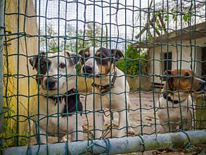 Group of domestic dogs behind bars in a farm during daytime
