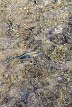 Coral under clear water. Tropical fish. Abstract marine background. vertical photo. Blurry