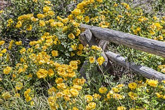 Rambling Wild Yellow Roses
