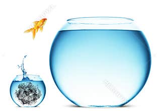 Goldfish jumping in large bowl