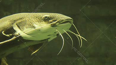 Portrait of a large catfish in aquarium