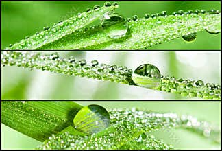 Banners - Grass with dewdrops 1