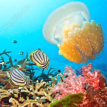 Butterflyfishes and jellyfish