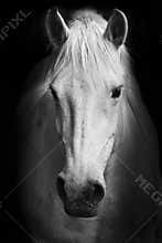 White horse's black and white art portrait