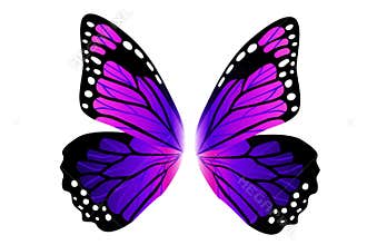 Purple butterfly logo on white background.