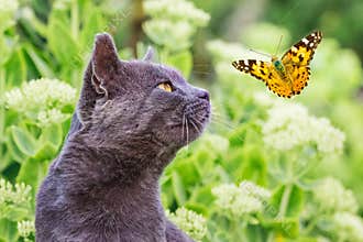 The gray cat looks at the butterfly that flies near it_