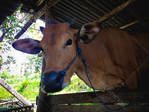 Balinese Cow Head In The Cage At Agricultural Area Of The Village