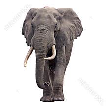 Elephant walking front view
