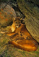 Mountain Lion Family in Den