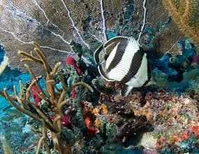 Coral Reef Composition.
